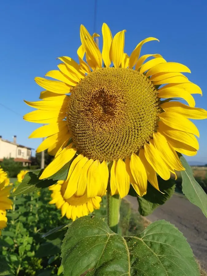 Villa Girasole Spergolaia Italia