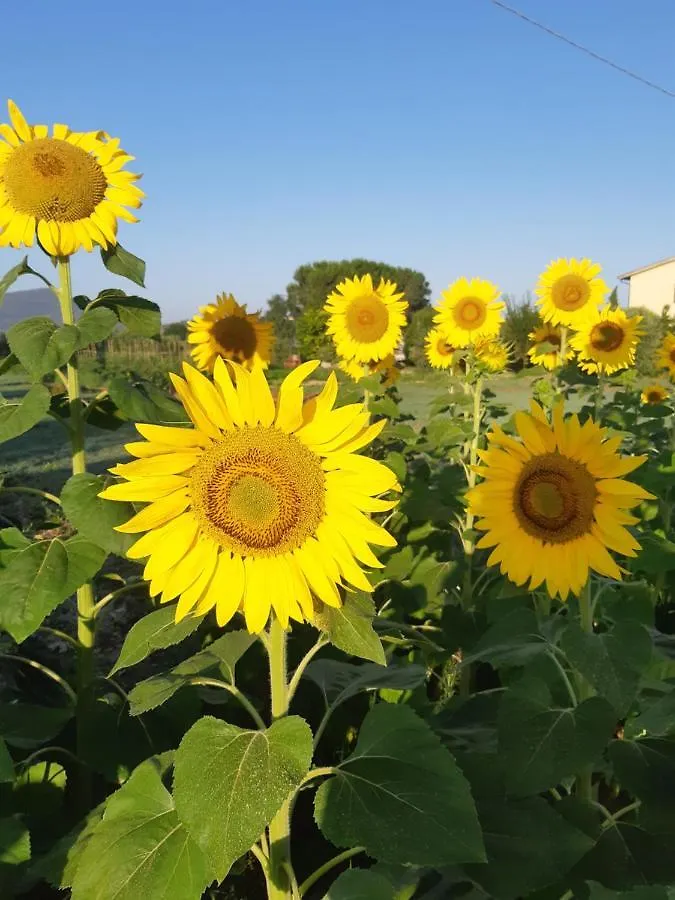 Villa Girasole Spergolaia 0*,  Italia